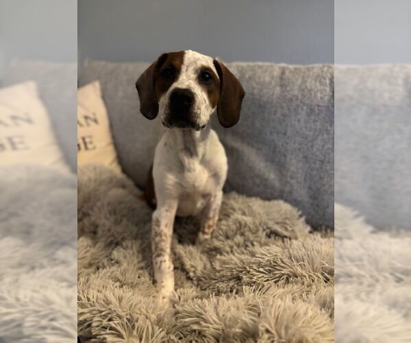 Medium Photo #5 English Coonhound-Labrador Retriever Mix Puppy For Sale in Canal Winchester, OH, USA