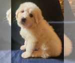 Puppy Red Great Pyrenees