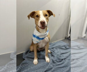 Shepradors Dogs for adoption in Corning, AR, USA