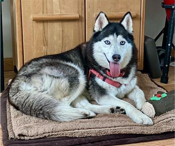 Medium Photo #2 Siberian Husky Puppy For Sale in Santa Rosa, CA, USA