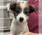 Small #1 Spaniel Mix