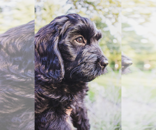 Medium Photo #3 Bernedoodle (Miniature) Puppy For Sale in NARVON, PA, USA