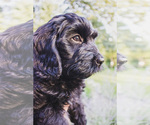 Small #2 Bernedoodle (Miniature)