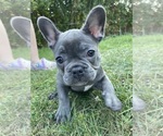 Puppy Mae French Bulldog