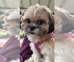 Small #6 Shih Tzu