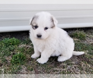 Great Pyrenees Puppy for sale in CLARK, MO, USA