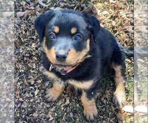 Rottweiler Puppy for sale in DEVORE HEIGHTS, CA, USA