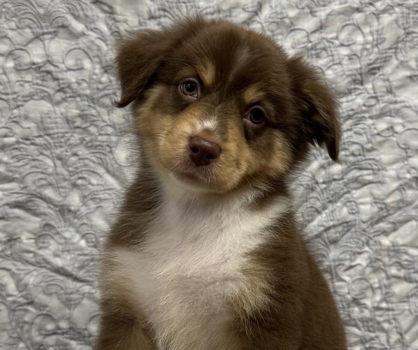 Medium Photo #14 Miniature American Shepherd Puppy For Sale in NOLENSVILLE, TN, USA