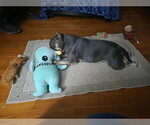 Small #2 Mutt