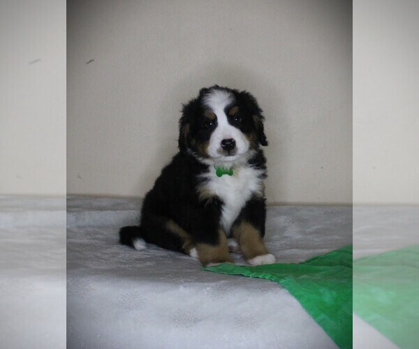 Medium Photo #1 Bernese Mountain Dog Puppy For Sale in BAYARD, NE, USA