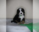 Image preview for Ad Listing. Nickname: AKC Green Boy