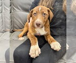 Small Photo #5 Mutt Puppy For Sale in Boston, MA, USA