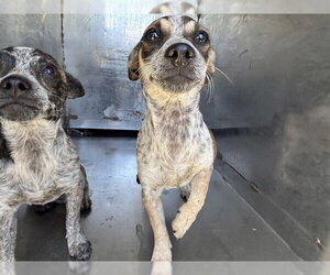 Chihuahua Dogs for adoption in Bakersfield, CA, USA