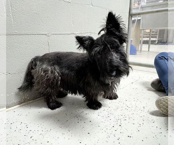 Medium Photo #1 Mutt Puppy For Sale in Benton, LA, USA
