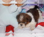 Small #2 Shih Tzu