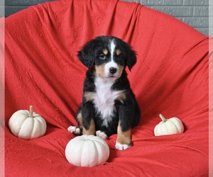 Bernese Mountain Dog Puppy for sale in SUGARCREEK, OH, USA