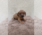 Small #9 Chiweenie-Jack Russell Terrier Mix