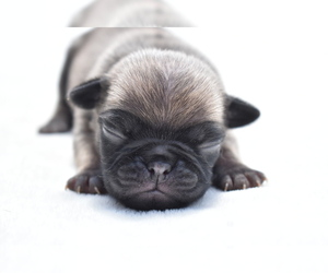 Pug Puppy for sale in PALM COAST, FL, USA