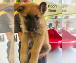 Small Mutt