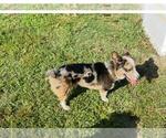 Small Photo #1 Pembroke Welsh Corgi Puppy For Sale in BRIGGSDALE, CO, USA