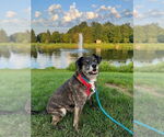 Small #6 Beagle Mix