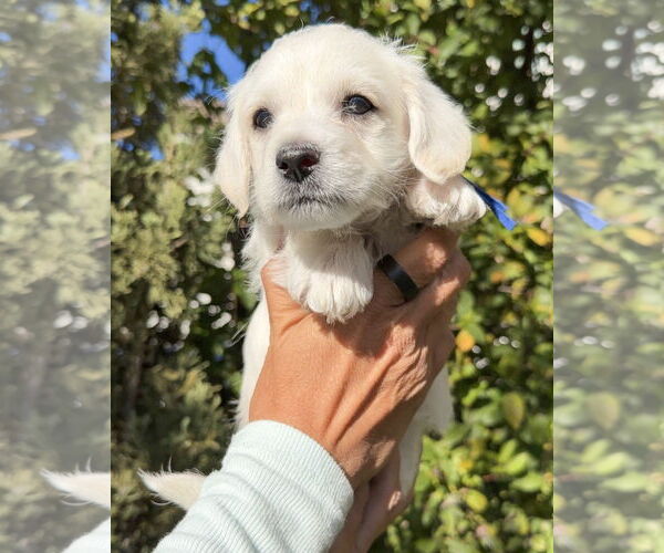 Medium Photo #1 Mutt Puppy For Sale in Corona, CA, USA