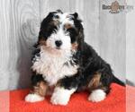 Small Photo #10 Miniature Bernedoodle Puppy For Sale in MILLERSBURG, OH, USA