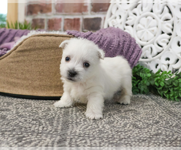 Medium Photo #3 West Highland White Terrier Puppy For Sale in SYRACUSE, IN, USA