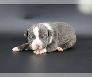 American Bully Puppy for sale in CHAMPAIGN, IL, USA