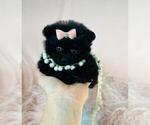 Small #13 Pomeranian