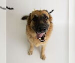 Small #41 German Shepherd Dog