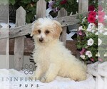 Small #1 Bichpoo