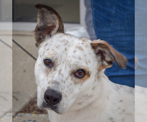 Medium Photo #2 Pointer-Red Heeler Mix Puppy For Sale in Huntley, IL, USA