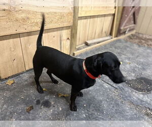 Dachshund-Labrador Retriever Mix Dogs for adoption in Benton, PA, USA