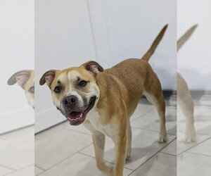 Boxer-Unknown Mix Dogs for adoption in The Woodlands, TX, USA