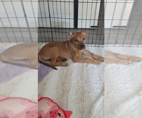 Medium Photo #1 Labrador Retriever-Unknown Mix Puppy For Sale in Dana Point, CA, USA
