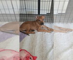 Small Labrador Retriever Mix