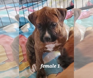 Boxer Puppy for sale in APPLE VALLEY, CA, USA
