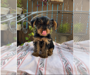Yorkshire Terrier Puppy for sale in LA PUENTE, CA, USA