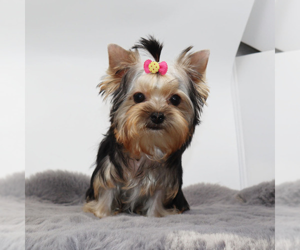 Medium Photo #2 Yorkshire Terrier Puppy For Sale in LOS ANGELES, CA, USA