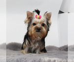 Small #1 Yorkshire Terrier