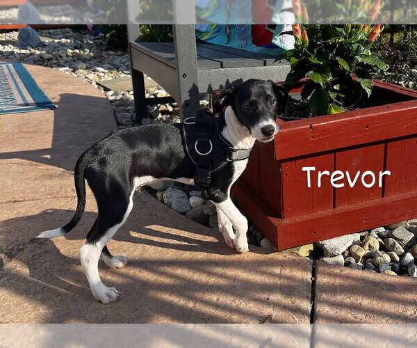 Medium Photo #1 Mutt Puppy For Sale in Tarrytown, GA, USA
