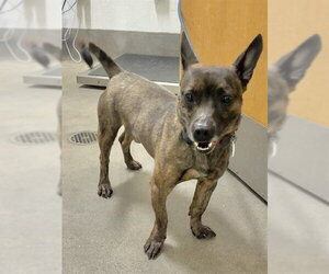 Chihuahua-Unknown Mix Dogs for adoption in Forestville, MD, USA
