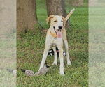 Small Photo #2 Mutt Puppy For Sale in Boonton, NJ, USA