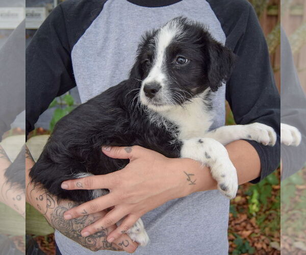 Medium Photo #2 Australian Shepherd-Unknown Mix Puppy For Sale in Huntley, IL, USA