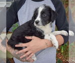Small #1 Australian Shepherd Mix