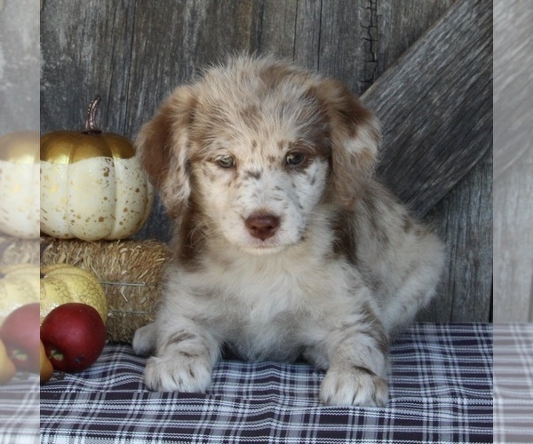 Medium Photo #5 Labradoodle Puppy For Sale in FREDERICKSBURG, OH, USA