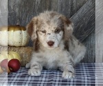 Small Photo #5 Labradoodle Puppy For Sale in FREDERICKSBURG, OH, USA