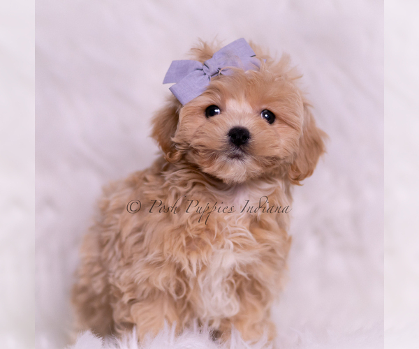 Medium Photo #5 Maltipoo (Miniature) Puppy For Sale in WARSAW, IN, USA