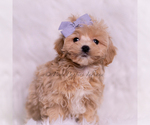 Small Photo #123 Maltipoo (Miniature) Puppy For Sale in WARSAW, IN, USA
